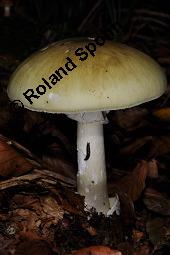 Grüner Knollenblätterpilz, Amanita phalloides, Amanita phalloides, Grüner Knollenblätterpilz, Basidiomyceten, Fruchtkörper Kauf von 01767_amanita_phalloides_dsc_7707.jpg