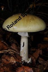 Grner Knollenbltterpilz, Amanita phalloides, Amanita phalloides, Grner Knollenbltterpilz, Basidiomyceten, Fruchtkrper Kauf von 01767_amanita_phalloides_dsc_7708.jpg