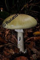 Grner Knollenbltterpilz, Amanita phalloides, Amanita phalloides, Grner Knollenbltterpilz, Basidiomyceten, Fruchtkrper Kauf von 01767_amanita_phalloides_dsc_7709.jpg