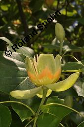 Tulpenbaum, Liriodendron tulipifera, Liriodendron tulipifera, Tulpenbaum, Magnoliaceae, Blühend Kauf von 01770_liriodendron_tulipifera_dsc_1630.jpg