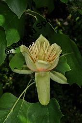 Tulpenbaum, Liriodendron tulipifera, Liriodendron tulipifera, Tulpenbaum, Magnoliaceae, Blühend Kauf von 01770_liriodendron_tulipifera_dsc_1631.jpg