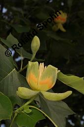 Tulpenbaum, Liriodendron tulipifera, Liriodendron tulipifera, Tulpenbaum, Magnoliaceae, Blühend Kauf von 01770_liriodendron_tulipifera_dsc_1642.jpg