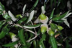 Stein-Eiche, Quercus ilex, Quercus ilex, Stein-Eiche, Fagaceae, fruchtend Kauf von 01798_quercus_ilex_dsc_7991.jpg