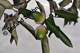 Stein-Eiche, Quercus ilex, Quercus ilex, Stein-Eiche, Fagaceae, fruchtend Kauf von 01798_quercus_ilex_dsc_7993.jpg