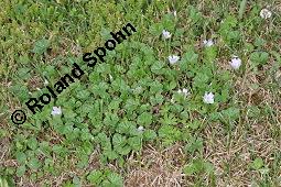 Weg-Malve, Kleine Malve, Ksepappel, Malva neglecta, Malva neglecta, Weg-Malve, Kleine Malve, Ksepappel, Malvaceae, Als Unkraut im Rasen Kauf von 01821_malva_neglecta_dsc_4548.jpg