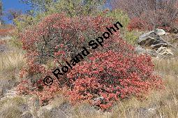 Europäischer Perückenstrauch, Grüner Perückenstrauch, Fisettholz, Cotinus coggygria und Wald-Kiefer, Pinus sylvestris, Anacardiaceae, Cotinus coggygria, Europäischer Perückenstrauch, Grüner Perückenstrauch, Fisettholz, Habitat Kauf von 01878_cotinus_coggygria_dsc_1223.jpg