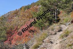 Europischer Perckenstrauch, Grner Perckenstrauch, Fisettholz, Cotinus coggygria und Wald-Kiefer, Pinus sylvestris, Anacardiaceae, Cotinus coggygria, Europischer Perckenstrauch, Grner Perckenstrauch, Fisettholz, Habitat Kauf von 01878_cotinus_coggygria_dsc_1226.jpg