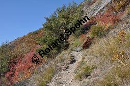 Europäischer Perückenstrauch, Grüner Perückenstrauch, Fisettholz, Cotinus coggygria und Wald-Kiefer, Pinus sylvestris, Anacardiaceae, Cotinus coggygria, Europäischer Perückenstrauch, Grüner Perückenstrauch, Fisettholz, Habitat Kauf von 01878_cotinus_coggygria_dsc_1230.jpg