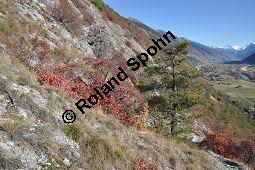 Europischer Perckenstrauch, Grner Perckenstrauch, Fisettholz, Cotinus coggygria und Wald-Kiefer, Pinus sylvestris, Anacardiaceae, Cotinus coggygria, Europischer Perckenstrauch, Grner Perckenstrauch, Fisettholz, Habitat Kauf von 01878_cotinus_coggygria_dsc_1243.jpg