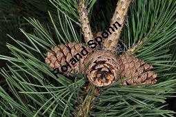 Gewöhnliche Schwarz-Kiefer, Österreichische Schwarz-Kiefer, Schwarz-Föhre, Pinus nigra ssp. nigra, Pinus nigra var. austriaca, Pinaceae, Pinus nigra ssp. nigra, Pinus nigra var. austriaca, Pinus austriaca, Gewöhnliche Schwarz-Kiefer, Österreichische Schwarz-Kiefer, Schwarz-Föhre, fruchtend Kauf von 01948_pinus_nigra_nigra_dsc_3517.jpg