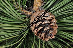 Gewöhnliche Schwarz-Kiefer, Österreichische Schwarz-Kiefer, Schwarz-Föhre, Pinus nigra ssp. nigra, Pinus nigra var. austriaca, Pinaceae, Pinus nigra ssp. nigra, Pinus nigra var. austriaca, Pinus austriaca, Gewöhnliche Schwarz-Kiefer, Österreichische Schwarz-Kiefer, Schwarz-Föhre, fruchtend Kauf von 01948_pinus_nigra_nigra_dsc_3518.jpg