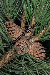 Gewöhnliche Schwarz-Kiefer, Österreichische Schwarz-Kiefer, Schwarz-Föhre, Pinus nigra ssp. nigra, Pinus nigra var. austriaca, Pinaceae, Pinus nigra ssp. nigra, Pinus nigra var. austriaca, Pinus austriaca, Gewöhnliche Schwarz-Kiefer, Österreichische Schwarz-Kiefer, Schwarz-Föhre, fruchtend Kauf von 01948_pinus_nigra_nigra_dsc_3519.jpg