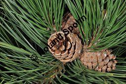 Gewöhnliche Schwarz-Kiefer, Österreichische Schwarz-Kiefer, Schwarz-Föhre, Pinus nigra ssp. nigra, Pinus nigra var. austriaca, Pinaceae, Pinus nigra ssp. nigra, Pinus nigra var. austriaca, Pinus austriaca, Gewöhnliche Schwarz-Kiefer, Österreichische Schwarz-Kiefer, Schwarz-Föhre, fruchtend Kauf von 01948_pinus_nigra_nigra_dsc_3520.jpg