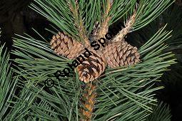 Gewöhnliche Schwarz-Kiefer, Österreichische Schwarz-Kiefer, Schwarz-Föhre, Pinus nigra ssp. nigra, Pinus nigra var. austriaca, Pinaceae, Pinus nigra ssp. nigra, Pinus nigra var. austriaca, Pinus austriaca, Gewöhnliche Schwarz-Kiefer, Österreichische Schwarz-Kiefer, Schwarz-Föhre, fruchtend Kauf von 01948_pinus_nigra_nigra_dsc_3521.jpg