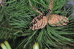 Gewöhnliche Schwarz-Kiefer, Österreichische Schwarz-Kiefer, Schwarz-Föhre, Pinus nigra ssp. nigra, Pinus nigra var. austriaca, Pinaceae, Pinus nigra ssp. nigra, Pinus nigra var. austriaca, Pinus austriaca, Gewöhnliche Schwarz-Kiefer, Österreichische Schwarz-Kiefer, Schwarz-Föhre, fruchtend Kauf von 01948_pinus_nigra_nigra_dsc_3523.jpg