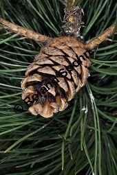 Gewöhnliche Schwarz-Kiefer, Österreichische Schwarz-Kiefer, Schwarz-Föhre, Pinus nigra ssp. nigra, Pinus nigra var. austriaca, Pinaceae, Pinus nigra ssp. nigra, Pinus nigra var. austriaca, Pinus austriaca, Gewöhnliche Schwarz-Kiefer, Österreichische Schwarz-Kiefer, Schwarz-Föhre, fruchtend Kauf von 01948_pinus_nigra_nigra_dsc_3525.jpg