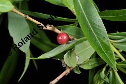Purpur-Weide, Salix purprea, Salix purpurea, Purpur-Weide, Salicaceae, Kätzchen-Knospen Kauf von 01988_salix_purpurea_dsc_1204.jpg