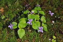 Wald-Veilchen, Viola reichenbachiana, Viola sylvestris, Viola sylvatica, Viola reichenbachiana, Viola sylvestris, Viola sylvatica, Wald-Veilchen, Violaceae, Blühend Kauf von 01990_viola_reichenbachiana_dsc_0113.jpg