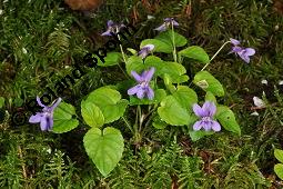 Wald-Veilchen, Viola reichenbachiana, Viola sylvestris, Viola sylvatica, Viola reichenbachiana, Viola sylvestris, Viola sylvatica, Wald-Veilchen, Violaceae, Blühend Kauf von 01990_viola_reichenbachiana_dsc_0114.jpg