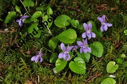 Wald-Veilchen, Viola reichenbachiana, Viola sylvestris, Viola sylvatica, Viola reichenbachiana, Viola sylvestris, Viola sylvatica, Wald-Veilchen, Violaceae, Blhend Kauf von 01990_viola_reichenbachiana_dsc_0115.jpg