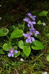 Wald-Veilchen, Viola reichenbachiana, Viola sylvestris, Viola sylvatica, Viola reichenbachiana, Viola sylvestris, Viola sylvatica, Wald-Veilchen, Violaceae, Blühend Kauf von 01990_viola_reichenbachiana_dsc_0116.jpg