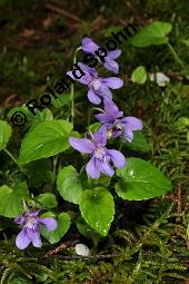 Wald-Veilchen, Viola reichenbachiana, Viola sylvestris, Viola sylvatica, Viola reichenbachiana, Viola sylvestris, Viola sylvatica, Wald-Veilchen, Violaceae, Blühend Kauf von 01990_viola_reichenbachiana_dsc_0117.jpg