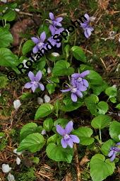 Wald-Veilchen, Viola reichenbachiana, Viola sylvestris, Viola sylvatica, Viola reichenbachiana, Viola sylvestris, Viola sylvatica, Wald-Veilchen, Violaceae, Blühend Kauf von 01990_viola_reichenbachiana_dsc_0118.jpg