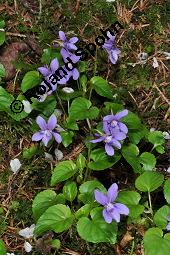 Wald-Veilchen, Viola reichenbachiana, Viola sylvestris, Viola sylvatica, Viola reichenbachiana, Viola sylvestris, Viola sylvatica, Wald-Veilchen, Violaceae, Blhend Kauf von 01990_viola_reichenbachiana_dsc_0119.jpg