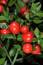 Musedorn, Ruscus aculeatus, Ruscus aculeatus, Musedorn, Asparagaceae, fruchtend Kauf von 02002_ruscus_aculeatus_dsc_7936.jpg