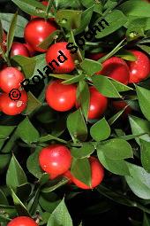 Musedorn, Ruscus aculeatus, Ruscus aculeatus, Musedorn, Asparagaceae, fruchtend Kauf von 02002_ruscus_aculeatus_dsc_7937.jpg