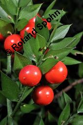 Mäusedorn, Ruscus aculeatus, Ruscus aculeatus, Mäusedorn, Asparagaceae, fruchtend Kauf von 02002_ruscus_aculeatus_dsc_7938.jpg