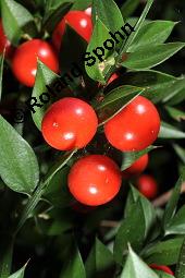Musedorn, Ruscus aculeatus, Ruscus aculeatus, Musedorn, Asparagaceae, fruchtend Kauf von 02002_ruscus_aculeatus_dsc_7940.jpg