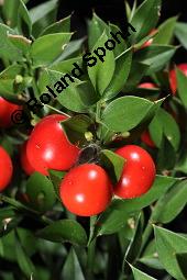 Musedorn, Ruscus aculeatus, Ruscus aculeatus, Musedorn, Asparagaceae, fruchtend Kauf von 02002_ruscus_aculeatus_dsc_7941.jpg