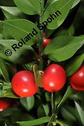 Musedorn, Ruscus aculeatus, Ruscus aculeatus, Musedorn, Asparagaceae, fruchtend Kauf von 02002_ruscus_aculeatus_dsc_7942.jpg