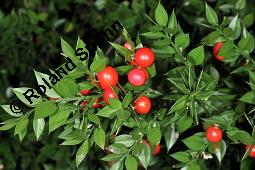 Mäusedorn, Ruscus aculeatus, Ruscus aculeatus, Mäusedorn, Asparagaceae, fruchtend Kauf von 02002_ruscus_aculeatus_dsc_7943.jpg