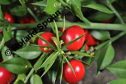 Musedorn, Ruscus aculeatus, Ruscus aculeatus, Musedorn, Asparagaceae, fruchtend Kauf von 02002_ruscus_aculeatus_dsc_7944.jpg
