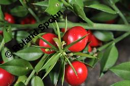 Mäusedorn, Ruscus aculeatus, Ruscus aculeatus, Mäusedorn, Asparagaceae, fruchtend Kauf von 02002_ruscus_aculeatus_dsc_7944.jpg