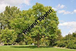 Gewöhnlicher Trompetenbaum, Beamtenbaum, Catalpa bignonioides, Bignoniaceae, Catalpa bignoniodes, Gewöhnlicher Trompetenbaum, Beamtenbaum, fruchtend Kauf von 02004_catalpa_bignonioides_dsc_0023.jpg