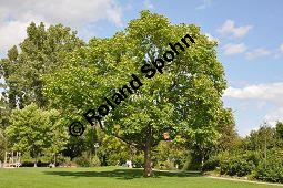 Gewöhnlicher Trompetenbaum, Beamtenbaum, Catalpa bignonioides, Bignoniaceae, Catalpa bignoniodes, Gewöhnlicher Trompetenbaum, Beamtenbaum, fruchtend Kauf von 02004_catalpa_bignonioides_dsc_0024.jpg