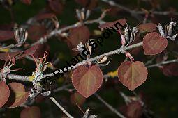 Katsurabaum, Kuchenbaum, Japanischer Kuchenbaum, Cercidiphyllum japonicum, Cercidiphyllaceae, Cercidiphyllum japonicum, Katsurabaum, Japanischer Kuchenbaum, Blühend Kauf von 02005_cercidiphyllum_japonicum_dsc_3482.jpg