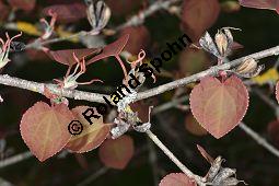 Katsurabaum, Kuchenbaum, Japanischer Kuchenbaum, Cercidiphyllum japonicum, Cercidiphyllaceae, Cercidiphyllum japonicum, Katsurabaum, Japanischer Kuchenbaum, Blühend Kauf von 02005_cercidiphyllum_japonicum_dsc_3483.jpg