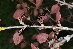 Katsurabaum, Kuchenbaum, Japanischer Kuchenbaum, Cercidiphyllum japonicum, Cercidiphyllaceae, Cercidiphyllum japonicum, Katsurabaum, Japanischer Kuchenbaum, Blhend Kauf von 02005_cercidiphyllum_japonicum_dsc_3484.jpg