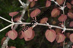 Katsurabaum, Kuchenbaum, Japanischer Kuchenbaum, Cercidiphyllum japonicum, Cercidiphyllaceae, Cercidiphyllum japonicum, Katsurabaum, Japanischer Kuchenbaum, Blühend Kauf von 02005_cercidiphyllum_japonicum_dsc_3485.jpg