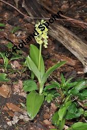Blasses Knabenkraut, Orchis pallens, Orchis pallens, Blasses Knabenkraut, Orchidaceae, Blühend Kauf von 02140_orchis_pallens_dsc_0152.jpg