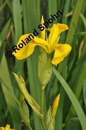 Gelbe Schwertlilie, Sumpf-Schwertlilie, Iris pseudacorus, Iris pseudacorus, Gelbe Schwertlilie, Sumpf-Schwertlilie, Bourbonenlilie, Iridaceae, mit Blattwespe, Imago einer Blattwespe (Tenthridae) Kauf von 02143_iris_pseudacorus_dsc_4522.jpg