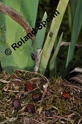 Gelbe Schwertlilie, Sumpf-Schwertlilie, Iris pseudacorus, Iris pseudacorus, Gelbe Schwertlilie, Sumpf-Schwertlilie, Bourbonenlilie, Iridaceae, mit Blattwespe, Imago einer Blattwespe (Tenthridae) Kauf von 02143_iris_pseudacorus_dsc_8786.jpg