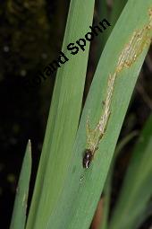 Gelbe Schwertlilie, Sumpf-Schwertlilie, Iris pseudacorus, Iris pseudacorus, Gelbe Schwertlilie, Sumpf-Schwertlilie, Bourbonenlilie, Iridaceae, mit Blattwespe, Imago einer Blattwespe (Tenthridae) Kauf von 02143_iris_pseudacorus_dsc_8787.jpg