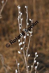 Gebräuchlicher Steinsame, Echter Steinsame, Steinhirse, Lithospermum officinale, Boraginaceae, Lithospermum officinale, Echter Steinsame, Gebräuchlicher Steinsame, Steinhirse, fruchtend Kauf von 02151_lithospermum_officinale_dsc_1511.jpg