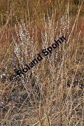 Gebruchlicher Steinsame, Echter Steinsame, Steinhirse, Lithospermum officinale, Boraginaceae, Lithospermum officinale, Echter Steinsame, Gebruchlicher Steinsame, Steinhirse, fruchtend Kauf von 02151_lithospermum_officinale_dsc_1512.jpg