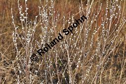 Gebräuchlicher Steinsame, Echter Steinsame, Steinhirse, Lithospermum officinale, Boraginaceae, Lithospermum officinale, Echter Steinsame, Gebräuchlicher Steinsame, Steinhirse, fruchtend Kauf von 02151_lithospermum_officinale_dsc_1513.jpg